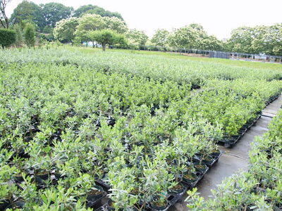 【3鉢セット】オリーブの木 品種：チプシーノ 6号鉢 シンボルツリー_FC15 観葉植物 オリーブ 苗木 ※北海道・沖縄・離島への配送不可