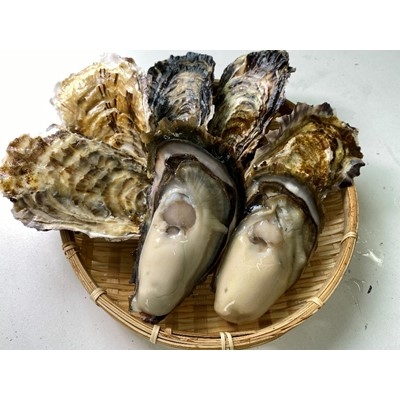 
                  ＜生食用＞深層水仕込みの殻付真牡蠣・岩牡蠣＜真牡蠣5個・岩牡蠣2個セット＞【1204223】
                