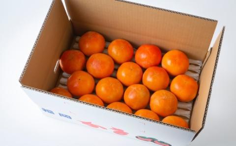 【先行予約】石井農園 富有柿 15玉から20玉 2025年11月中旬から12月上旬 出荷予定