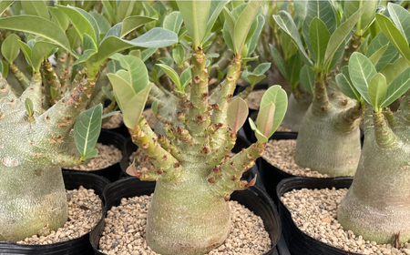 アデニウム アラビカム ＆ アガベ グアダラハラナ Adenium arabicum ＆ Agave guadalajarana 各1株 長与町/アグリューム[EAI210]
