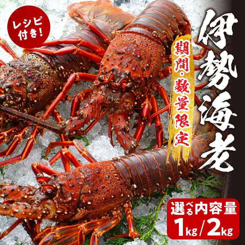 【ふるさと納税】先行予約 【内容量が選べる】数量限定 伊勢海老 地どれ 日向灘 期間限定 活 旬 冷蔵 チルド 伊勢えび イセエビ 解禁 魚介類 海鮮 新鮮 海産物 海の幸 高級 贅沢 絶品 ご褒美 お刺身 みそ汁 ボイル BBQ 贈り物 天然 産直 国産 都農町 宮崎県 送料無料