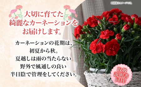 鈴木園芸 ポットカーネーション 赤系 5号鉢 フラワー ギフト 植物 ガーデニング 室内 園芸 花 はな flower 母の日 プレゼント 入学式 お祝い 贈り物 サプライズ 贈り物 卒業式 誕生日 