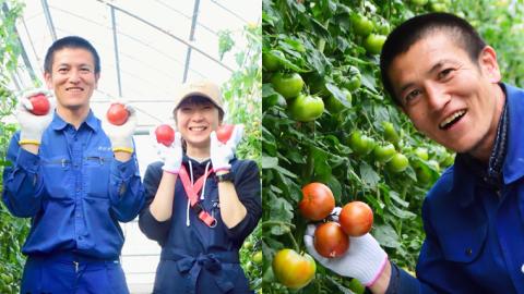 【 母の日 メッセージカード 付】 ≪5月6日～12日お届け≫ スーパー フルーツトマト 大箱 約2.6kg×1箱 糖度9度以上 トマト とまと 野菜 [BC066sa]