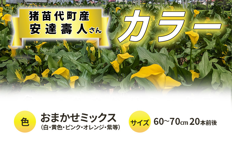 
                  【2025年先行予約】【数量限定】花 カラー（生花）60～70cm おまかせミックス 20本前後 生産者：安達壽人 猪苗代産 プレゼント 贈り物 ギフト ※2025年9月上旬より順次発送予定 ※沖縄・離島への配送不可
                
