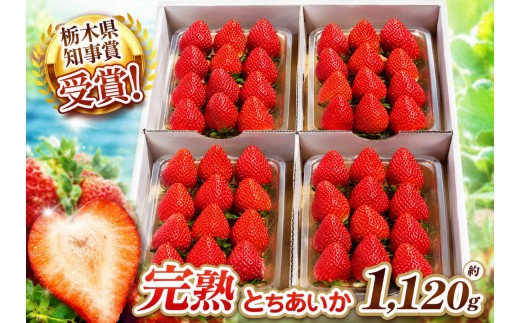 
                  いちご 栃木の新定番 「とちあいか」 1,120g (280g×4P)選べる 回数 定期便| 澳原いちご農園 栃木県 矢板市
                