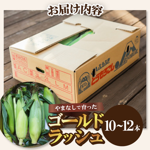 【ふるなび限定】〈2025年度配送分〉ゴールドラッシュ 10～12本 FN-Limited とうもろこし ゴールドラッシュ 先行予約 2025年 とうもろこし 10本～12本 山梨県産 甲府市産 数量