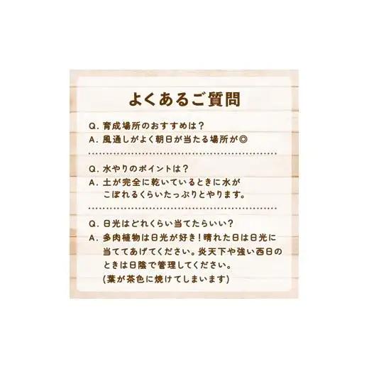 多肉園 おひさま エケベリア 4苗セット