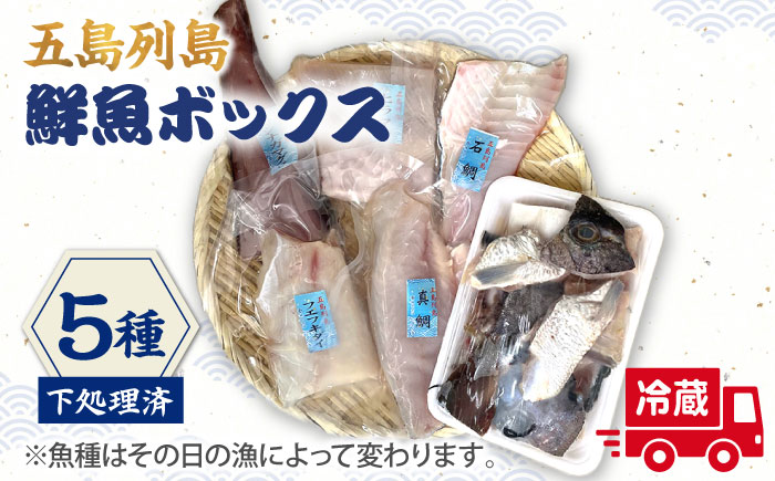 【下処理済】【冷蔵】 五島列島 鮮魚ボックス 5種 魚介類 鮮魚 【ShiningFoods】 [RBR001]