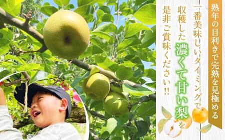 梨 濃あま梨 約3kg 6〜10玉前後 なし 秋月 幸水 豊水 新高 秋麗 甘太 和梨 品種おまかせ 冷蔵 国産 九州 熊本県 宇城市 小川町産 農園とフォーク青果店 8月上旬から9月下旬発送予定