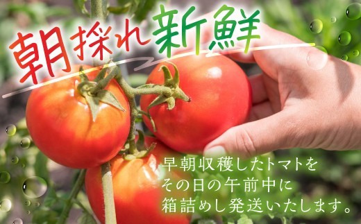 おいしい水と空気で育った大玉トマト