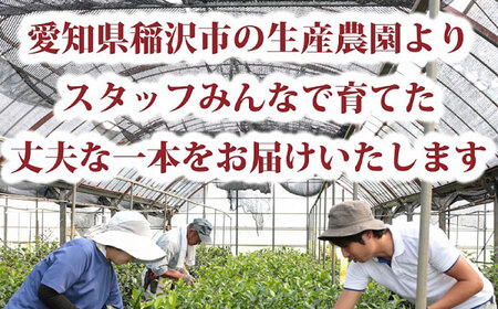 椿 「月兎-つきうさぎ-」 5号鉢 苗木 / 植物 最新椿 花 苗 鉢植え / 稲沢市 / 椿園株式会社 [BMBI009]
