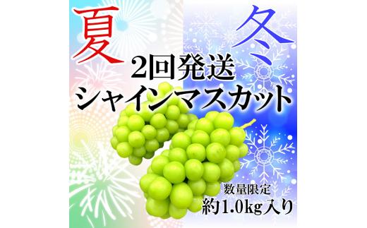 ＜2026年発送分先行予約＞夏冬の全2回発送　山梨県南アルプス市産　シャインマスカット定期便　約1.0kg×2回　2～3房入り ALPAH001