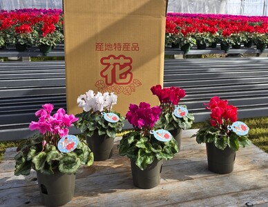 〈予約品〉冬の花 一番キレイな色をお届け！シクラメン４号鉢２鉢セット 鉢花 花 ピンク 赤 白 ギフト プレゼント -010