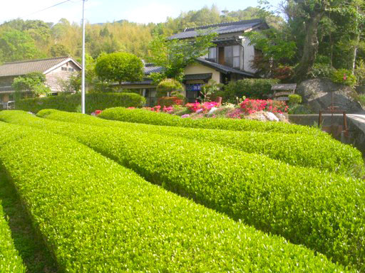 玉緑茶(たまりょくちゃ) 、 粉末緑茶 、 紅茶 ティーバッグ 、 ほうじ茶 ティーバッグ 詰め合わせ