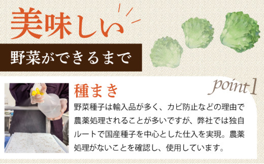 水と光と愛情で育ったレタス詰め合わせ 8袋入 | リボンレタス フリルレタス