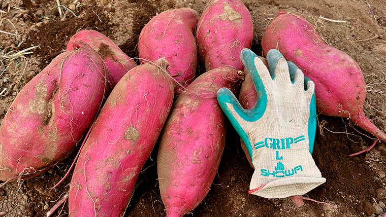 【 先行予約 2024年11月中旬以降発送 】 訳あり 無選別 八千代町産 紅はるか 生芋 土付き 約 5kg さつまいも サツマイモ 芋 いも イモ ワケアリ 訳アリ 八千代町 ふるさと納税 500