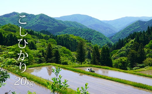 【白米】【20kg】令和7年産 日南町 高級米 七金星 (ななきんぼし) コシヒカリ 真空パック 米 お米 おこめ 鳥取県日南町 こしひかり