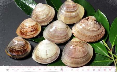 【指定日必須】 蓄養はまぐり 3年～6年もの 5kg ハマグリ 蛤 貝 カイ 魚介 魚介類 海鮮 海の幸 冷蔵