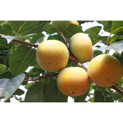 ふるさと納税 観音寺市 まるで梨の食感「太秋柿(たいしゅうがき)」　約3.5kg |  | 01