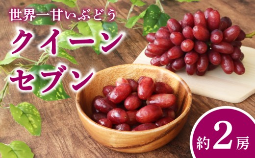【 2026年先行予約 】 ぶどう クイーンセブン 約2房 ( 約750g ) ブドウ 葡萄 糖度 約20~25度 種なし 種無し 皮ごと 甘い 濃厚 クイーン セブン 赤ぶどう 産地直送 季節の果物 季節のフルーツ フルーツ 果物 くだもの ギフト プレゼント 贈り物 デザート スイーツ 旬 おすすめ 千葉県 旭市 たかの果樹園 tke010