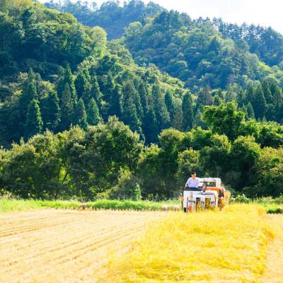ふるさと納税 関川村 秘境の地で生産 砂金米 こがねもち精米2kg |  | 03
