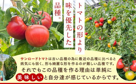 【先行予約 2026年2月～5月出荷予定／限定50箱】全国トマト選手権銅賞受賞トマト『銀丸山口トマト』高糖度トマト　L~Mサイズ
