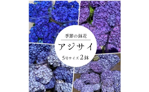 アジサイ 5号鉢 × 2鉢 ［ ブルー系 ］2026年シーズン 先行予約 あじさい 紫陽花 5寸サイズ 母の日 ガーデニング フラワーガーデン斉藤 花農家直送 千葉県八街市