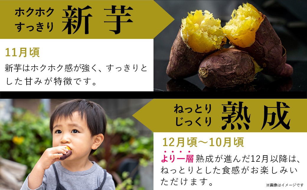 島津甘藷　熟成紅はるか 10kg(S～2S)_12-A701-m