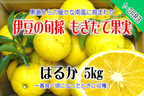 
もぎたて果実　はるか　5kg　A019／収穫体験農園ふたつぼり　柑橘　フルーツ　静岡県　東伊豆町
