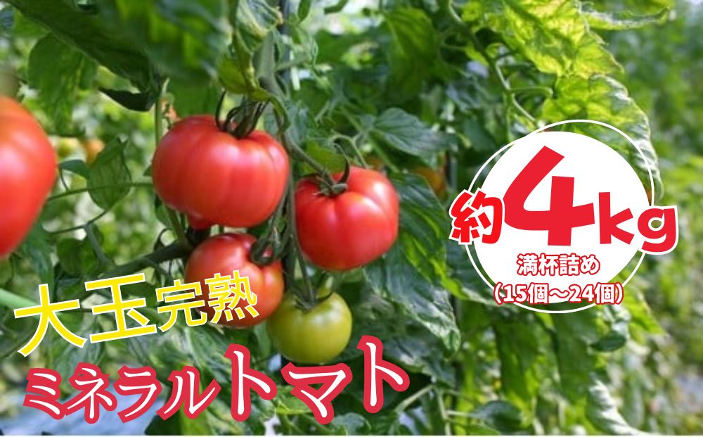 ミネラルトマト（大玉完熟トマト）4kg満杯詰め（15個～24個） | 大玉 甘味 甘い 濃厚 ミネラル 旬 茨城県 常総市 ※2026年4月上旬～6月中旬頃に順次発送予定
