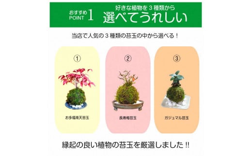 1315.天然苔専門店 弥栄苔 　選べる縁起物苔玉（２個セット）長寿梅＋長寿梅