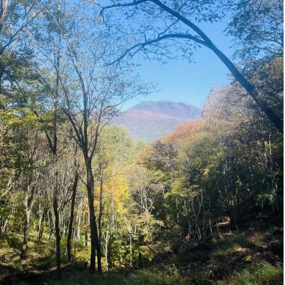 ふるさと納税 御代田町 林業芸術社 乾燥薪(広葉樹約22cm /約50kg分/中割り〜)【複数個口で配送】 |  | 02