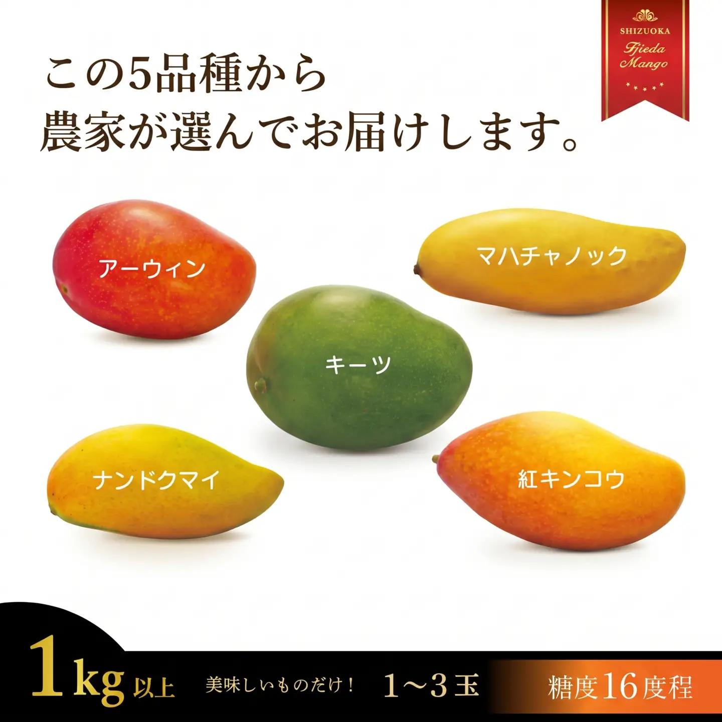 マンゴー 先行予約 2027年6月頃より順次発送 完熟 マンゴー 1kg