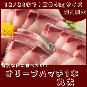期間限定受付　オリーブハマチ１本まるごと（１本まるごと）【C-231】