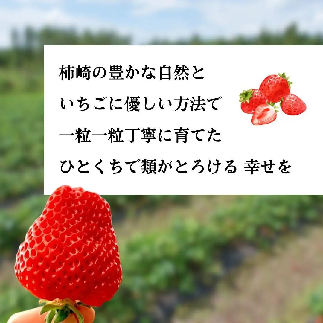 いちご 越後姫 ジャム 190g×2個 からだよろこぶ越後姫 イチゴ 苺 定植後化学農薬不使用 渡辺農園 上越市 新潟県