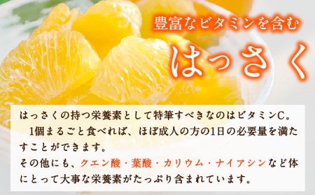 手剥き八朔缶詰 450g×8缶 八朔
