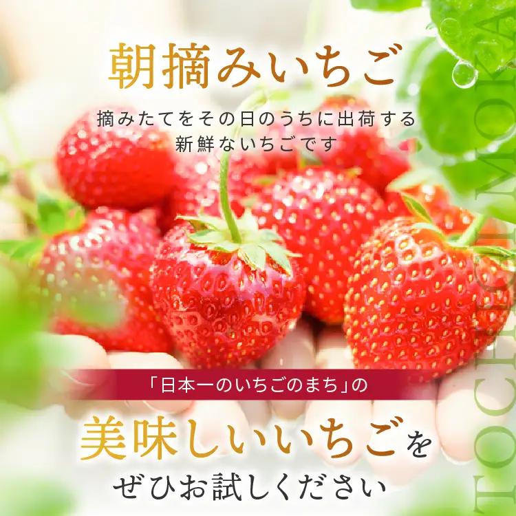 スカイベリー（贈答向け）【1月発送】280ｇ×2p 真岡市 栃木県 送料無料