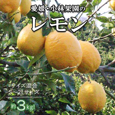 ふるさと納税 八幡浜市 愛媛県八幡浜市産 柑橘農家が育てたレモン 約3キロ【C24-40】