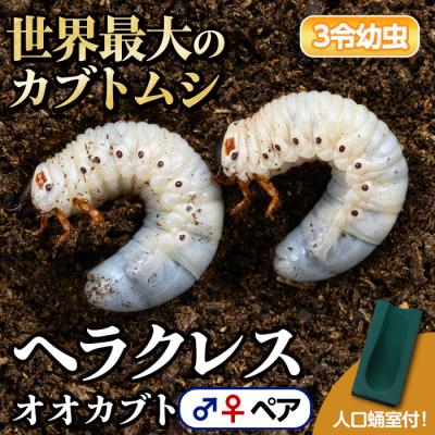 ふるさと納税 肝付町 ヘラクレスオオカブト カブトムシ 3令幼虫ペア(オスメス)　人工蛹室付　B76001