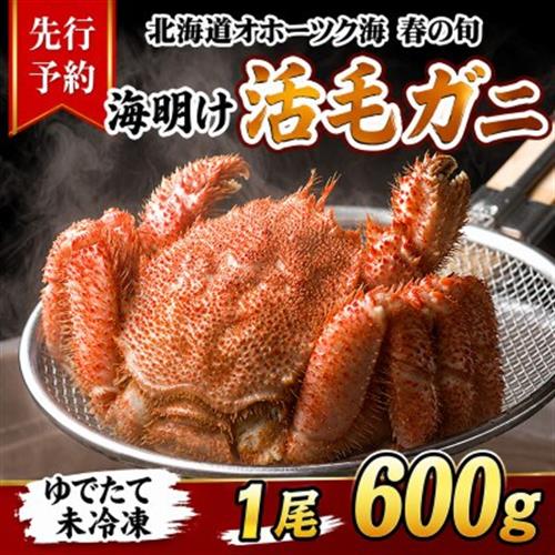 【先行予約】北海道オホーツク産海明け活毛ガニボイル未冷凍チルド冷蔵配送600g前後×1尾_05668【配送不可地域：離島・沖縄】【1712357】