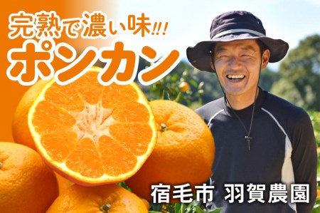 羽賀農園 完熟 ポンカン 4kg みかん みかん