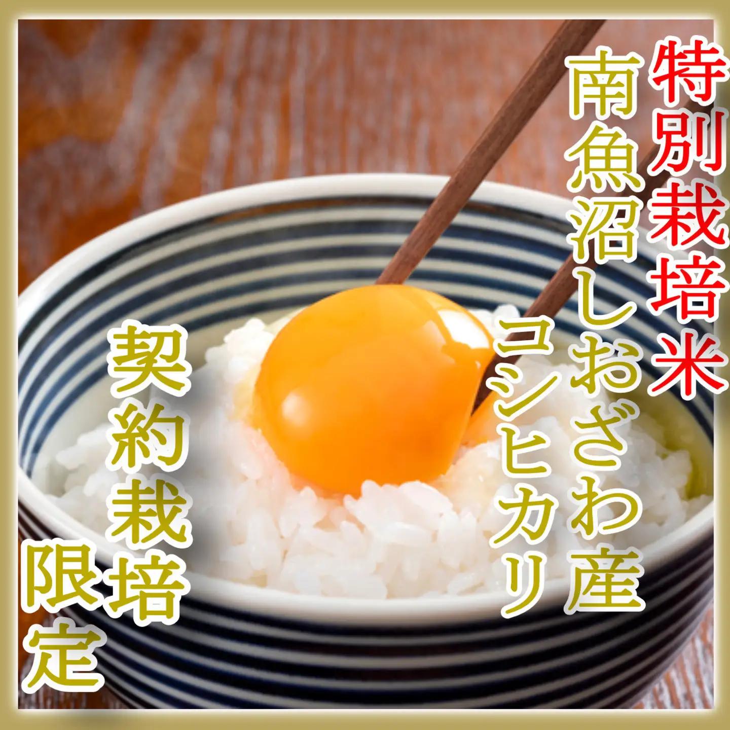 【令和8年　新米予約】【定期配送６Kg×３ヶ月】特別栽培 生産者限定  南魚沼しおざわ産コシヒカリ｜コシヒカリ【2026年10月上旬から1ヶ月以内に順次発送予定】