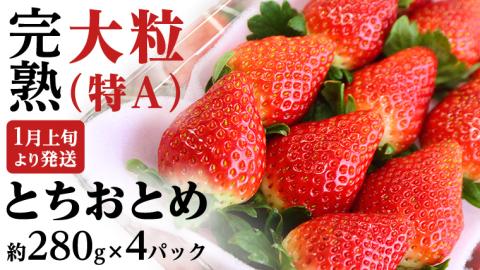 【 2025年1月上旬発送開始 】完熟 とちおとめ 約280g×4パック 国産 いちご イチゴ 苺 果物 フルーツ 茨城県産 KEK [BC006sa]