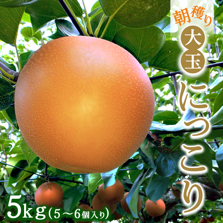 朝穫り 大玉【にっこり】5kg 5個～6個入り【9月20日受付終了】 梨 なし フルーツ 果物 数量限定 ※2025年9月下旬～10月上旬頃に順次発送予定 ※離島・沖縄への配送不可