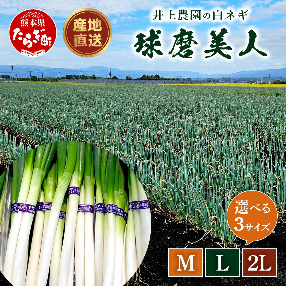 【ふるさと納税】【先行予約】井上農園の白ネギ 「球磨美人」 2L20本 / L30本 / M40本 サイズ選べる (2025年11月下旬～順次発送) 白ネギ 白葱 ネギ 長ネギ 長葱 ねぎ 鍋 薬味 串焼き すき焼き 野菜 国産 産地直送 送料無料 秋ネギ