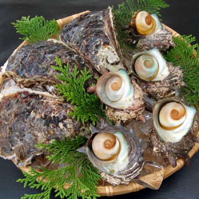 山陰の岩ガキ・サザエ詰合(大きさにより各4～7個)　牡蠣は殺菌済　下処理済　生食OK　さざえ砂抜き済【配送不可地域：離島・北海道・沖縄県・東北】