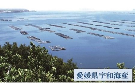 【愛媛県産】養殖真鯛フィレ2枚（お頭付き冷凍）鮮魚 鯛 HACCP認定 【GK001_x】