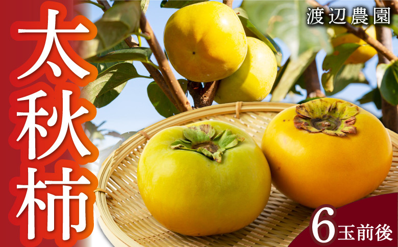 
            【先行予約】 渡辺農園 太秋柿 6玉前後 【2025年10月中旬から10月下旬 出荷予定】 柿 かき カキ 太秋 たいしゅう 完全甘柿 果物 くだもの フルーツ 果実 ジューシー お取り寄せ 福岡県 うきは市
          