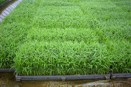 【令和5年産米】令和5年産 新潟産コシヒカリ5kg（5kg×1袋）コシヒカリ 新潟産 米 お米 白米 有機肥料で育ったこだわり米 加茂市 新太郎農園