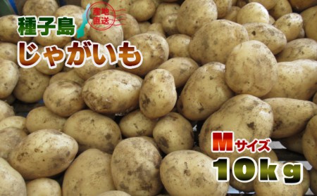 2026年 収穫 先行予約  種子島 中園ファーム 新 じゃがいも Mサイズ 10kg　NFN398【350pt】